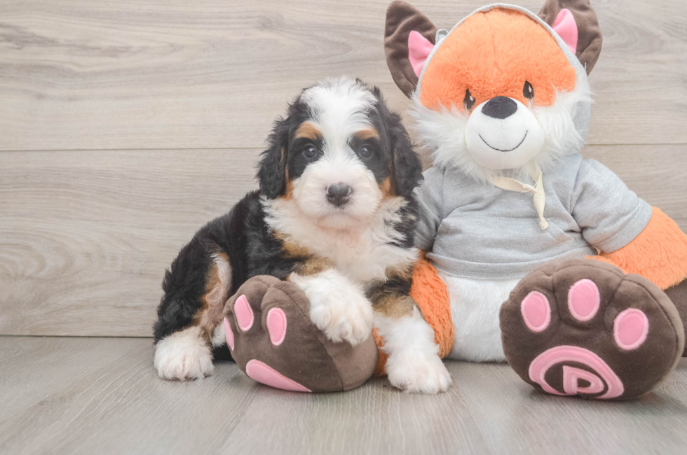5 week old Mini Bernedoodle Puppy For Sale - Premier Pups
