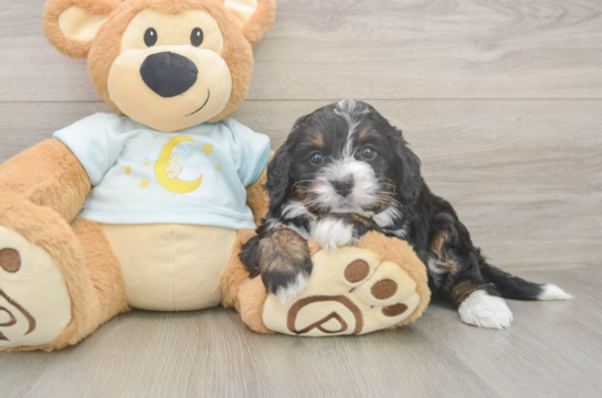 Mini Bernedoodle Pup Being Cute