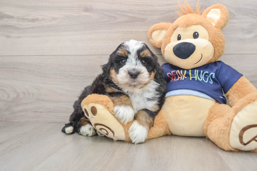 Popular Mini Bernedoodle Poodle Mix Pup
