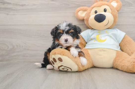 Best Mini Bernedoodle Baby