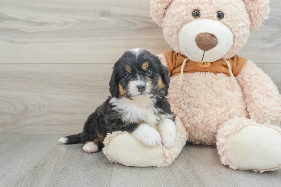 Mini Bernedoodle Puppy for Adoption