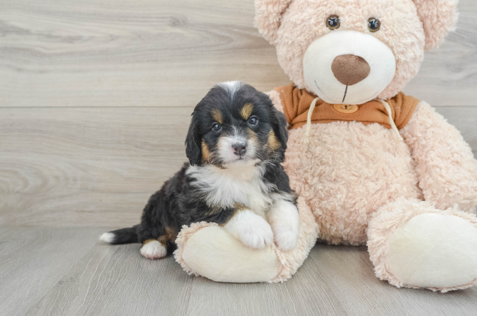 5 week old Mini Bernedoodle Puppy For Sale - Premier Pups