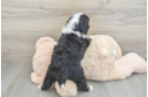 Mini Bernedoodle Pup Being Cute