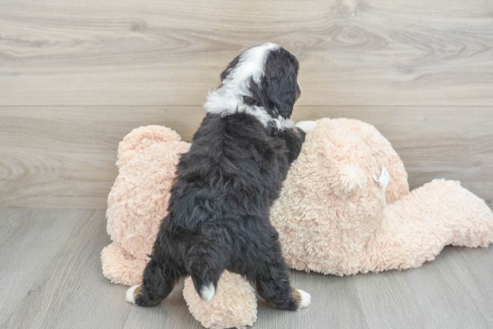 Mini Bernedoodle Pup Being Cute