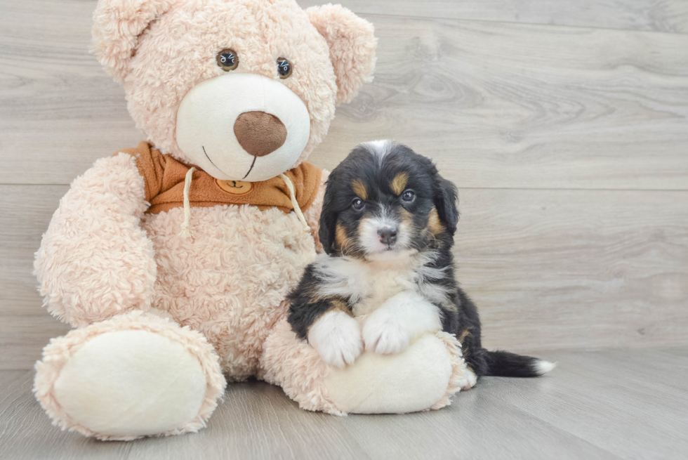 Energetic Mini Berniedoodle Poodle Mix Puppy