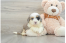 Mini Bernedoodle Pup Being Cute