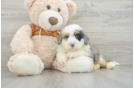 Funny Mini Bernedoodle Poodle Mix Pup