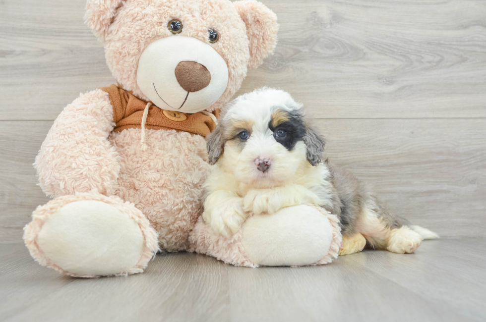 6 week old Mini Bernedoodle Puppy For Sale - Premier Pups