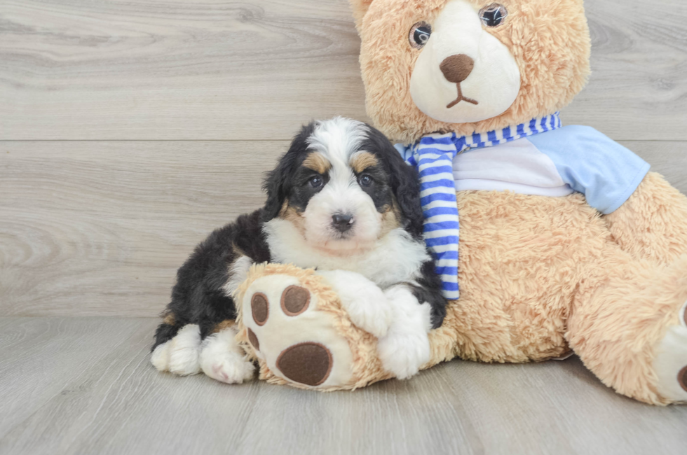 5 week old Mini Bernedoodle Puppy For Sale - Premier Pups