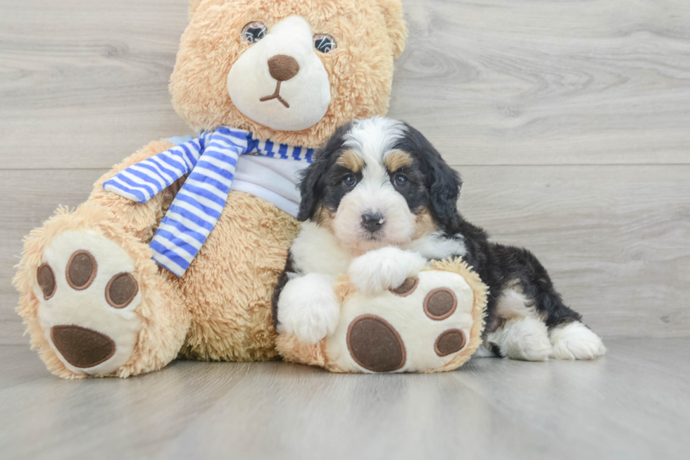 Playful Mini Bernadoodle Poodle Mix Puppy