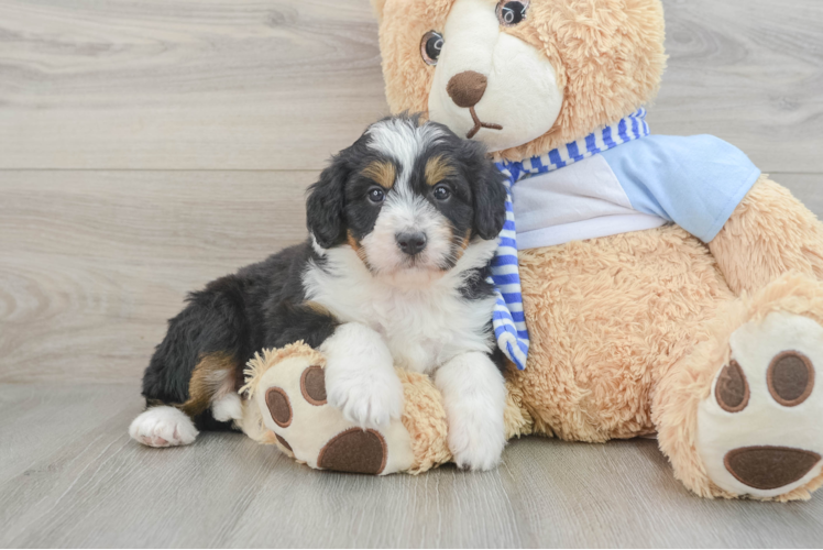 Small Mini Bernedoodle Baby