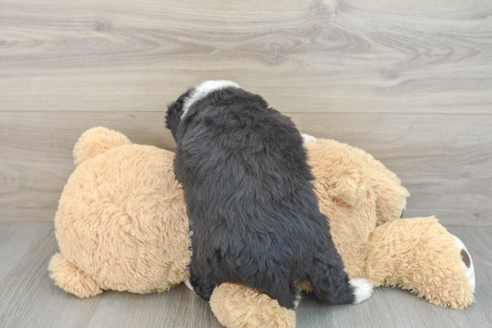 Mini Bernedoodle Puppy for Adoption