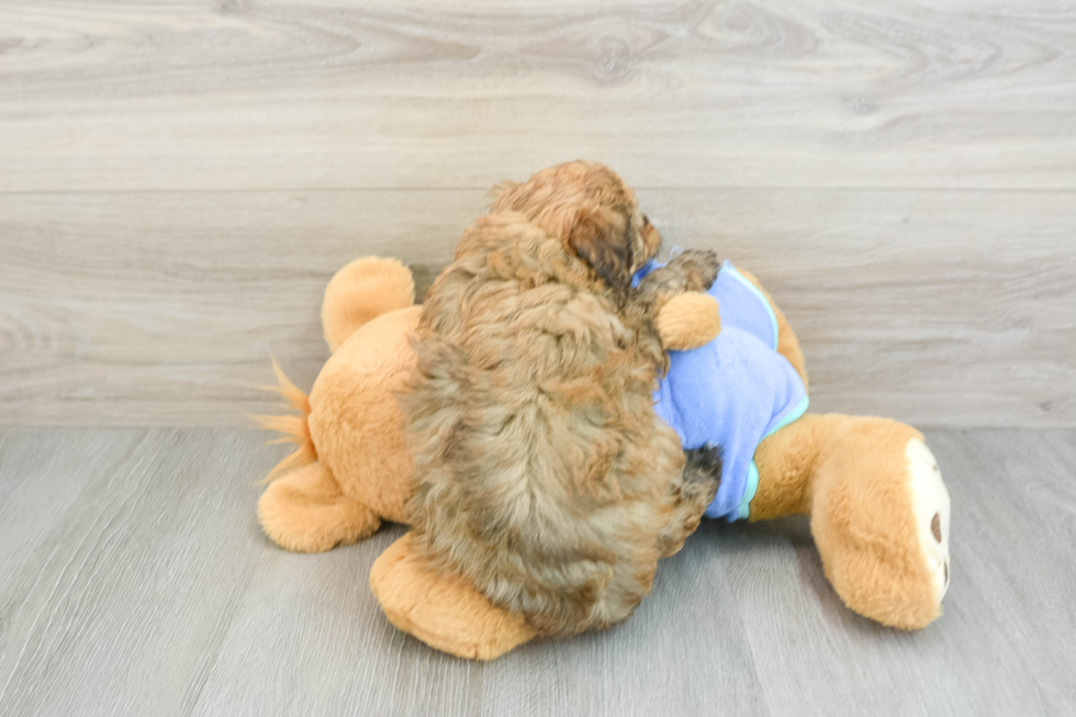 Adorable Bernadoodle Poodle Mix Puppy