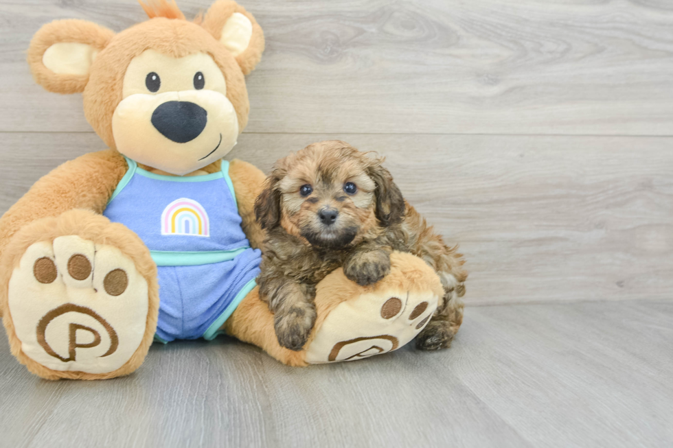 Mini Bernedoodle Pup Being Cute