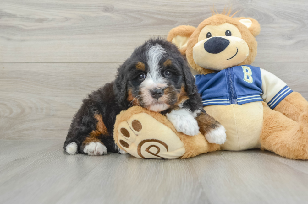 6 week old Mini Bernedoodle Puppy For Sale - Premier Pups