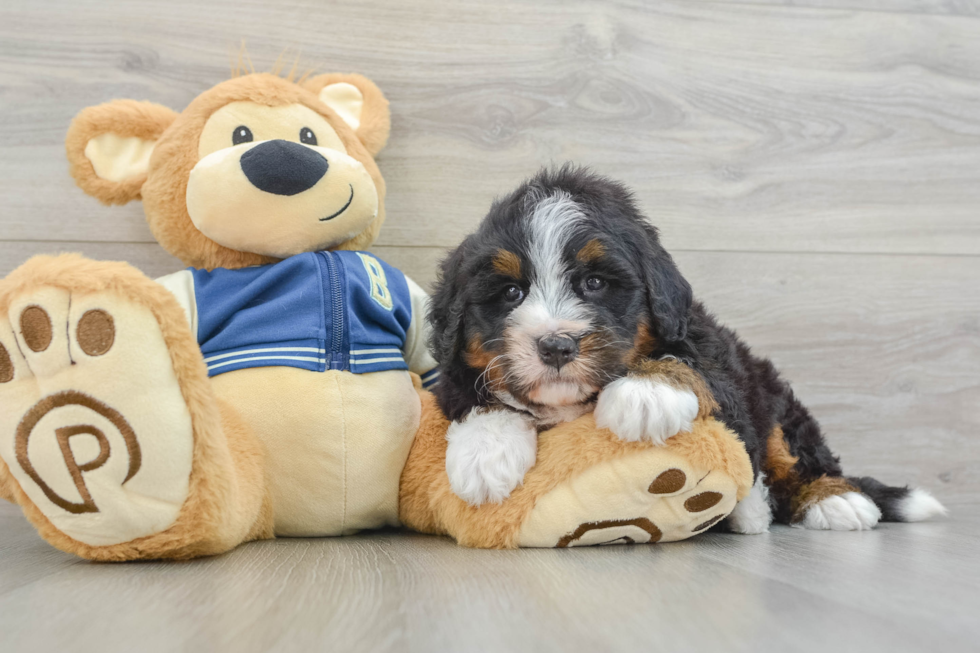 Mini Bernedoodle Pup Being Cute