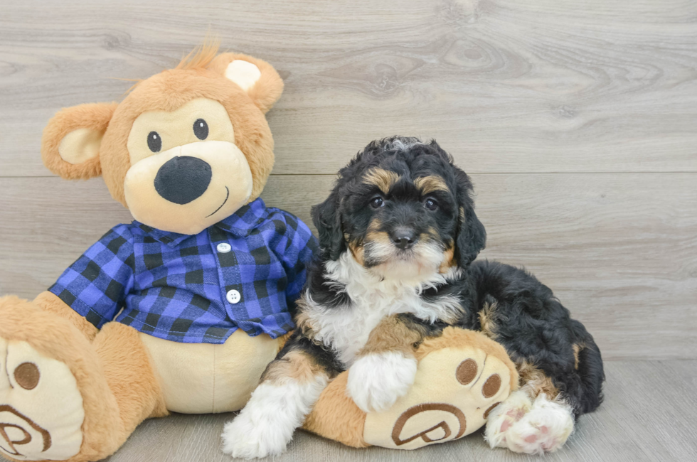 5 week old Mini Bernedoodle Puppy For Sale - Premier Pups