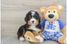 Mini Bernedoodle Pup Being Cute
