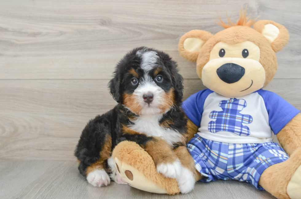 5 week old Mini Bernedoodle Puppy For Sale - Premier Pups