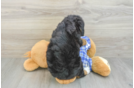 Best Mini Bernedoodle Baby
