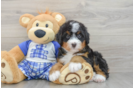 Hypoallergenic Mini Bernadoodle Poodle Mix Puppy