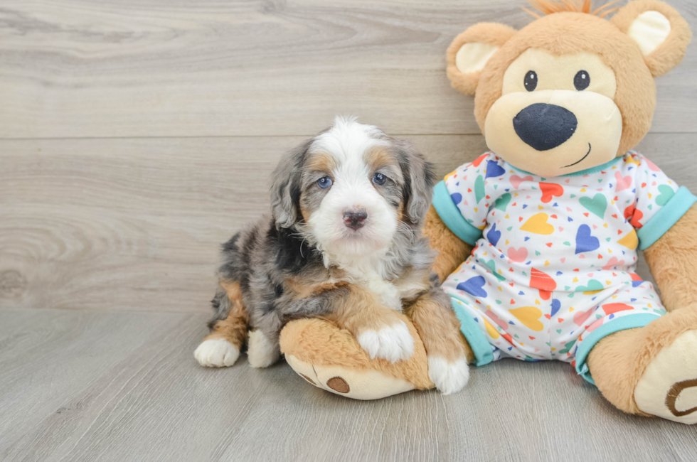5 week old Mini Bernedoodle Puppy For Sale - Premier Pups