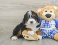 5 week old Mini Bernedoodle Puppy For Sale - Premier Pups