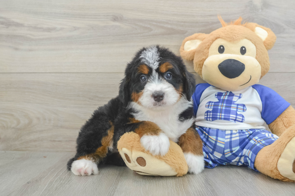 6 week old Mini Bernedoodle Puppy For Sale - Premier Pups