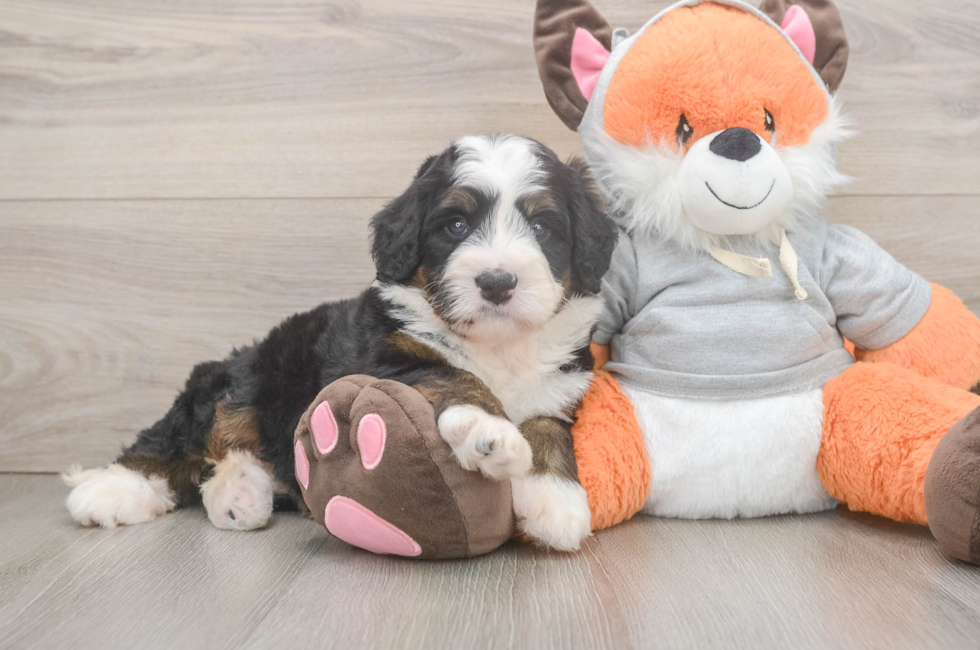 5 week old Mini Bernedoodle Puppy For Sale - Premier Pups
