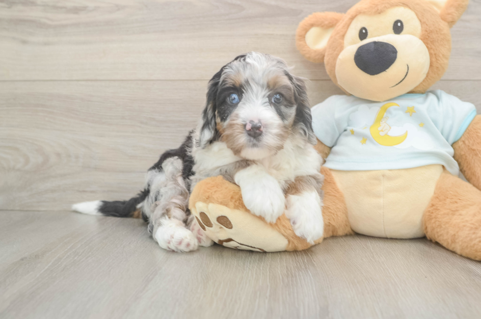 5 week old Mini Bernedoodle Puppy For Sale - Premier Pups