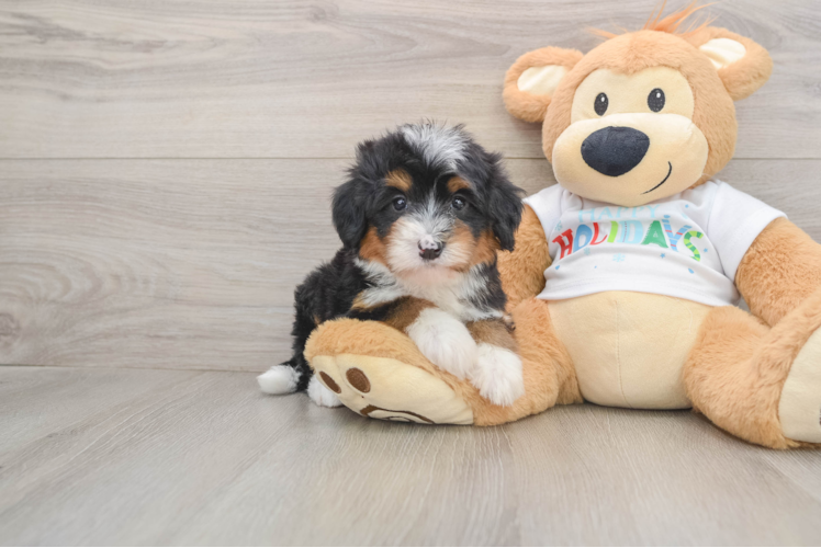 Funny Mini Bernedoodle Poodle Mix Pup