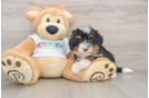 Mini Bernedoodle Pup Being Cute