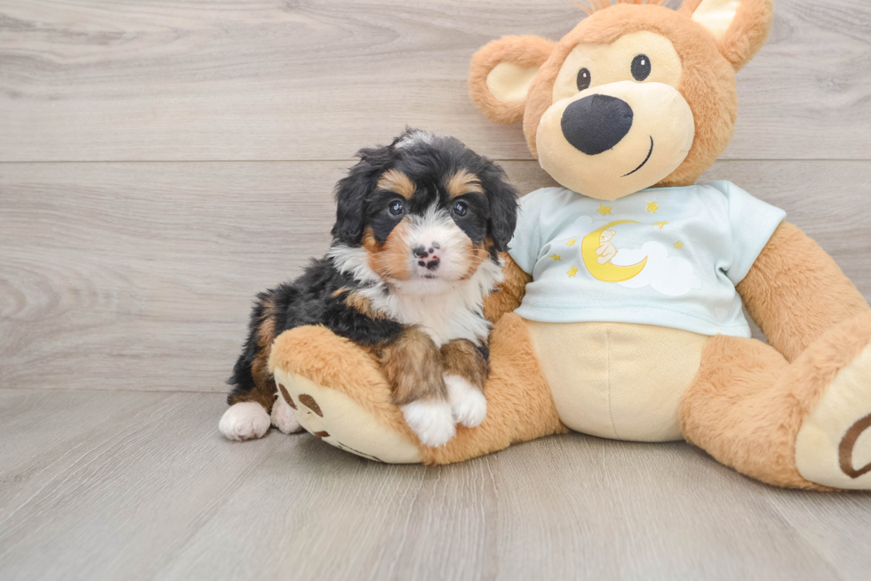 Mini Bernedoodle Pup Being Cute