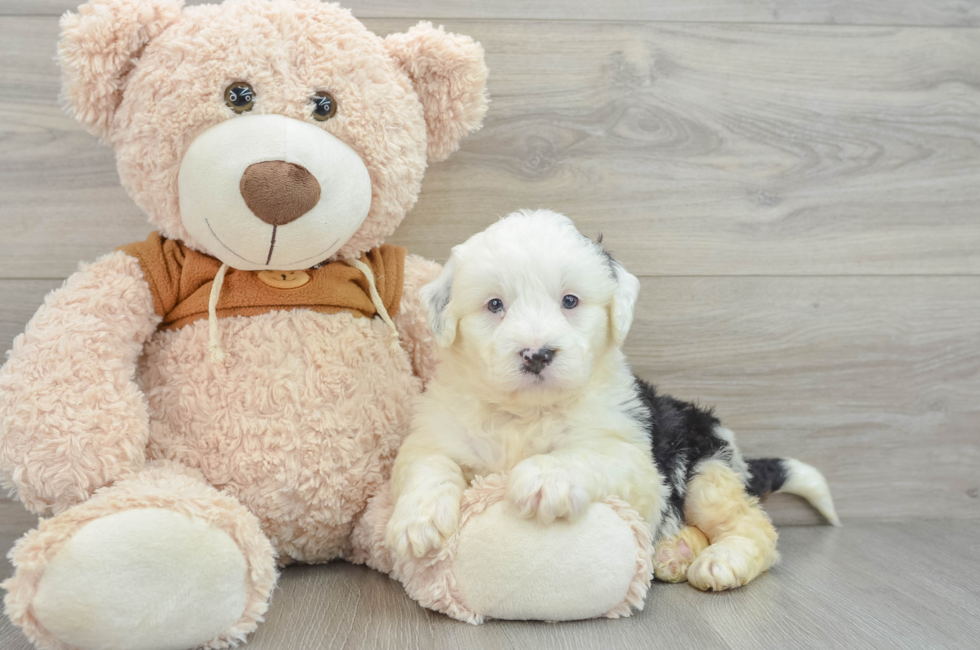 7 week old Mini Bernedoodle Puppy For Sale - Premier Pups