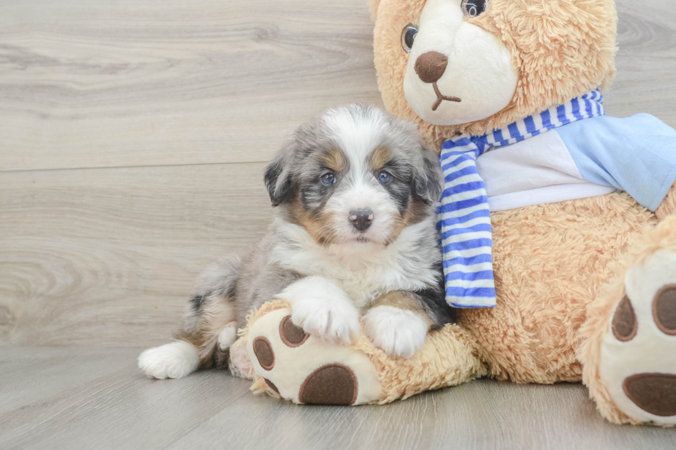 Smart Mini Bernedoodle Poodle Mix Pup