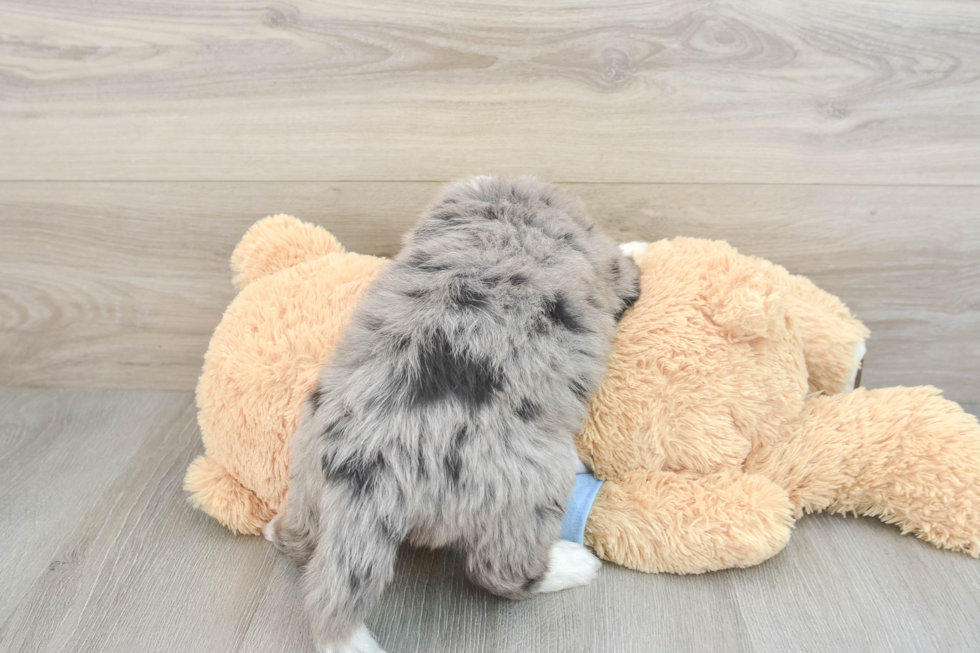 Fluffy Mini Bernedoodle Poodle Mix Pup