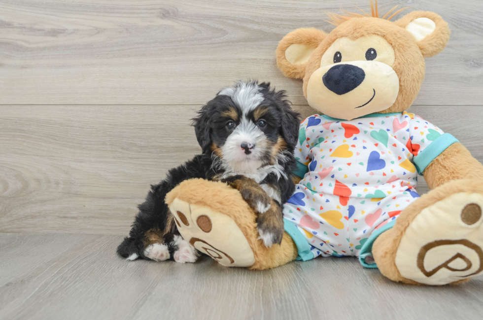 6 week old Mini Bernedoodle Puppy For Sale - Premier Pups