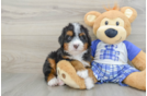 Playful Bernadoodle Poodle Mix Puppy