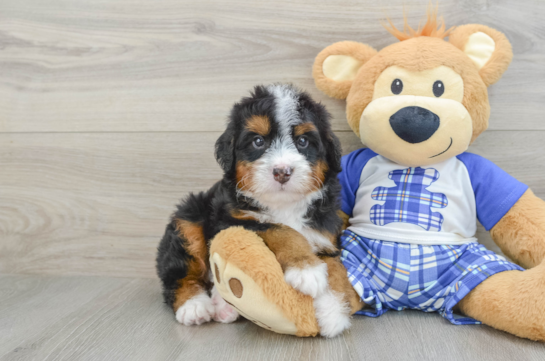 Playful Bernadoodle Poodle Mix Puppy
