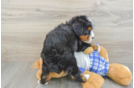 Mini Bernedoodle Puppy for Adoption