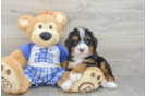 Mini Bernedoodle Puppy for Adoption