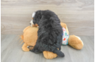Small Mini Bernedoodle Baby