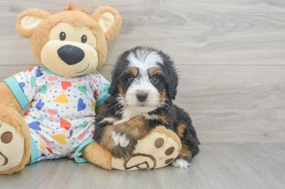 5 week old Mini Bernedoodle Puppy For Sale - Premier Pups