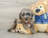 5 week old Mini Bernedoodle Puppy For Sale - Premier Pups