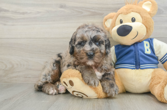 Mini Bernedoodle Pup Being Cute