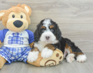 5 week old Mini Bernedoodle Puppy For Sale - Premier Pups