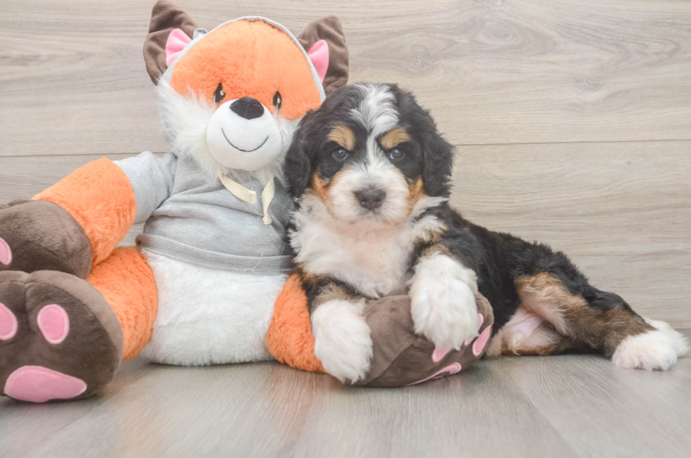 5 week old Mini Bernedoodle Puppy For Sale - Premier Pups