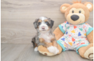 Mini Bernedoodle Pup Being Cute