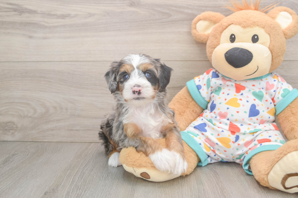 Mini Bernedoodle Pup Being Cute