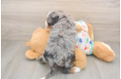 Mini Bernedoodle Pup Being Cute